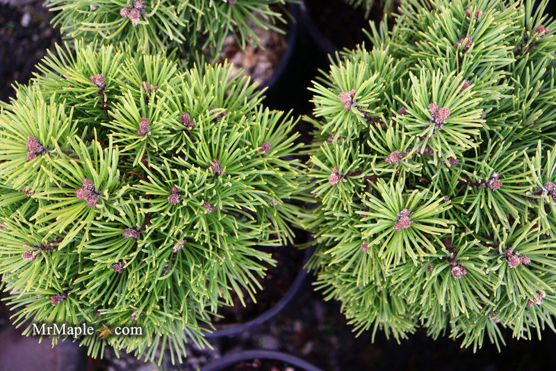 - Pinus uncinata 'Caesar' Swiss Mountain Pine - Mr Maple │ Buy Japanese Maple Trees