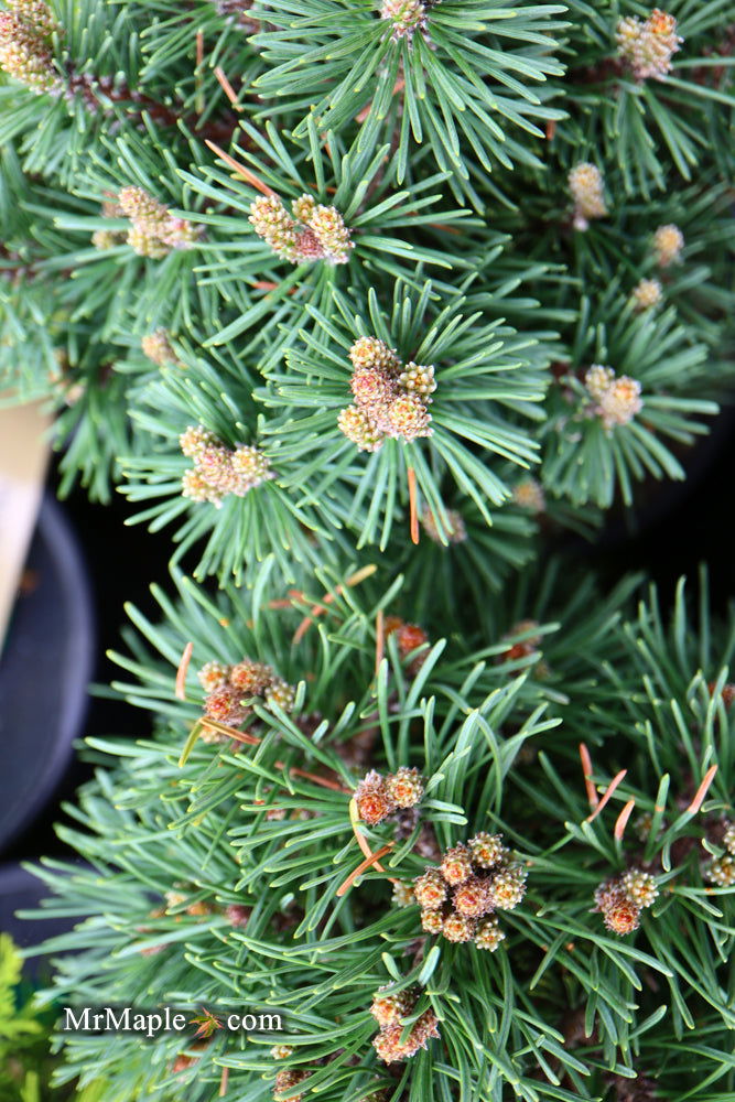 - Pinus uncinata 'Caesar' Swiss Mountain Pine - Mr Maple │ Buy Japanese Maple Trees