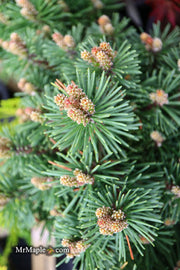 - Pinus uncinata 'Caesar' Swiss Mountain Pine - Mr Maple │ Buy Japanese Maple Trees