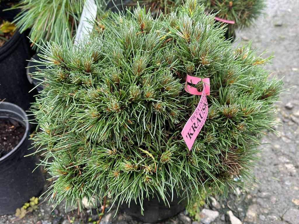 Buy Pinus uncinata 'Krauskopf' Dwarf Swiss Mountain Pine Tree — Mr