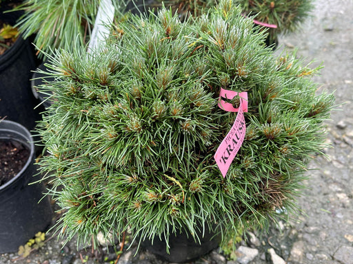 - Pinus uncinata 'Krauskopf’ Dwarf Swiss Mountain Pine Tree - Mr Maple │ Buy Japanese Maple Trees