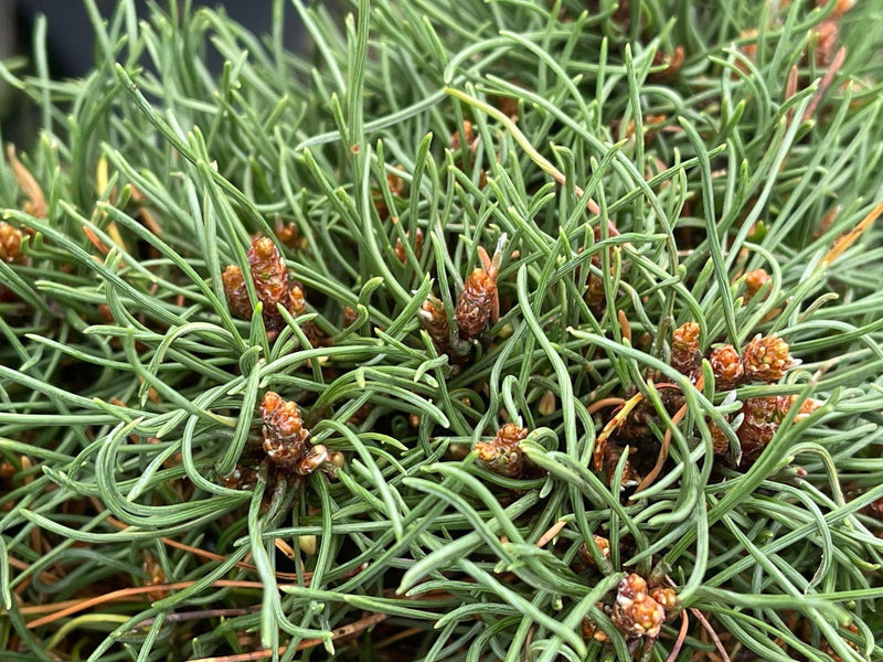 - Pinus uncinata 'Krauskopf’ Dwarf Swiss Mountain Pine Tree - Mr Maple │ Buy Japanese Maple Trees