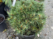 - Pinus uncinata 'Krauskopf’ Dwarf Swiss Mountain Pine Tree - Mr Maple │ Buy Japanese Maple Trees