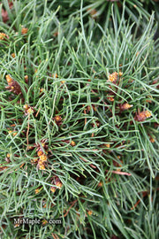- Pinus uncinata 'Krauskopf’ Dwarf Swiss Mountain Pine Tree - Mr Maple │ Buy Japanese Maple Trees