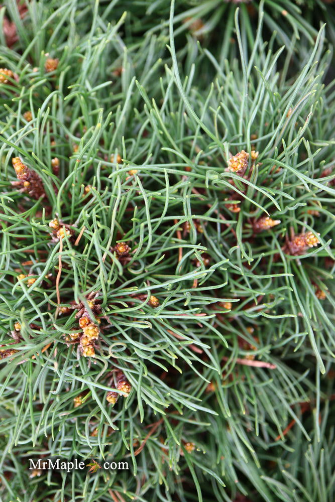 - Pinus uncinata 'Krauskopf’ Dwarf Swiss Mountain Pine Tree - Mr Maple │ Buy Japanese Maple Trees