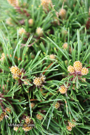 - Pinus uncinata 'Krauskopf’ Dwarf Swiss Mountain Pine Tree - Mr Maple │ Buy Japanese Maple Trees
