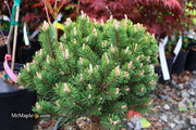 - Pinus uncinata 'Silver Candles' Swiss Mountain Pine - Mr Maple │ Buy Japanese Maple Trees