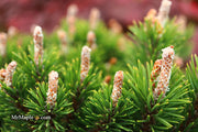 - Pinus uncinata 'Silver Candles' Swiss Mountain Pine - Mr Maple │ Buy Japanese Maple Trees