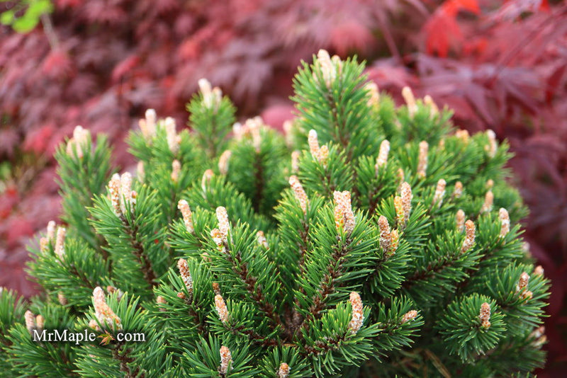 - Pinus uncinata 'Silver Candles' Swiss Mountain Pine - Mr Maple │ Buy Japanese Maple Trees