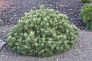 - Pinus uncinata 'Silver Candles' Swiss Mountain Pine - Mr Maple │ Buy Japanese Maple Trees
