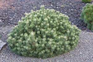 - Pinus uncinata 'Silver Candles' Swiss Mountain Pine - Mr Maple │ Buy Japanese Maple Trees