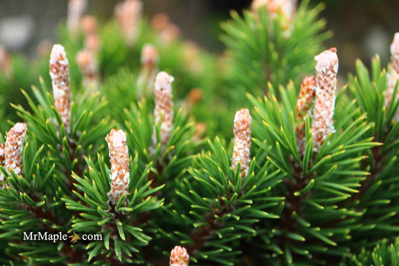 - Pinus uncinata 'Silver Candles' Swiss Mountain Pine - Mr Maple │ Buy Japanese Maple Trees