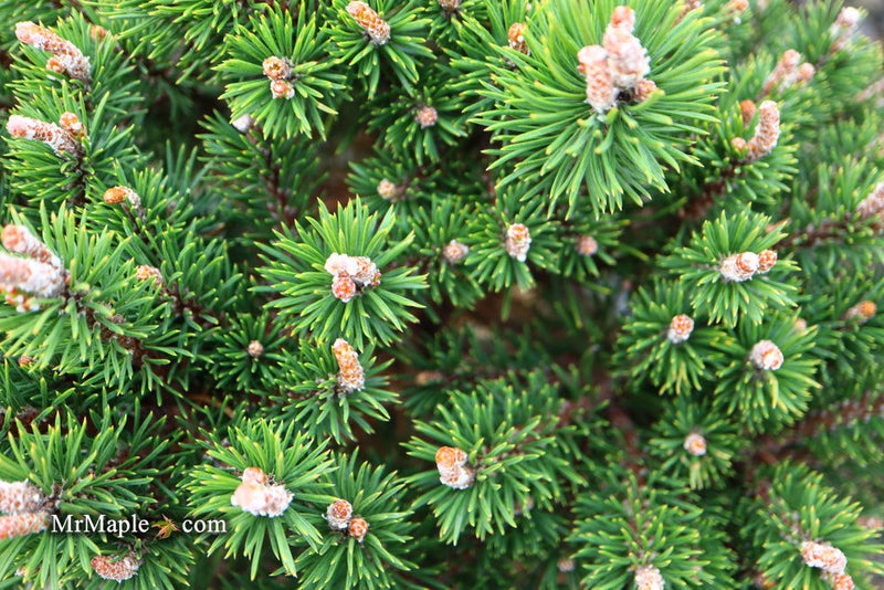 - Pinus uncinata 'Silver Candles' Swiss Mountain Pine - Mr Maple │ Buy Japanese Maple Trees
