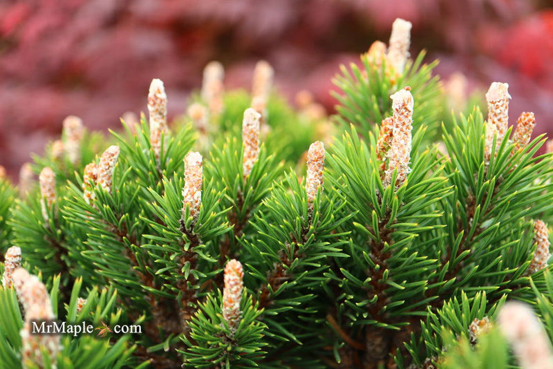 - Pinus uncinata 'Silver Candles' Swiss Mountain Pine - Mr Maple │ Buy Japanese Maple Trees