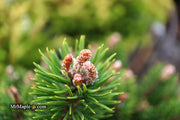 - Pinus uncinata 'Silver Candles' Swiss Mountain Pine - Mr Maple │ Buy Japanese Maple Trees
