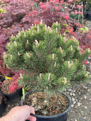 - Pinus uncinata 'Silver Candles' Swiss Mountain Pine - Mr Maple │ Buy Japanese Maple Trees