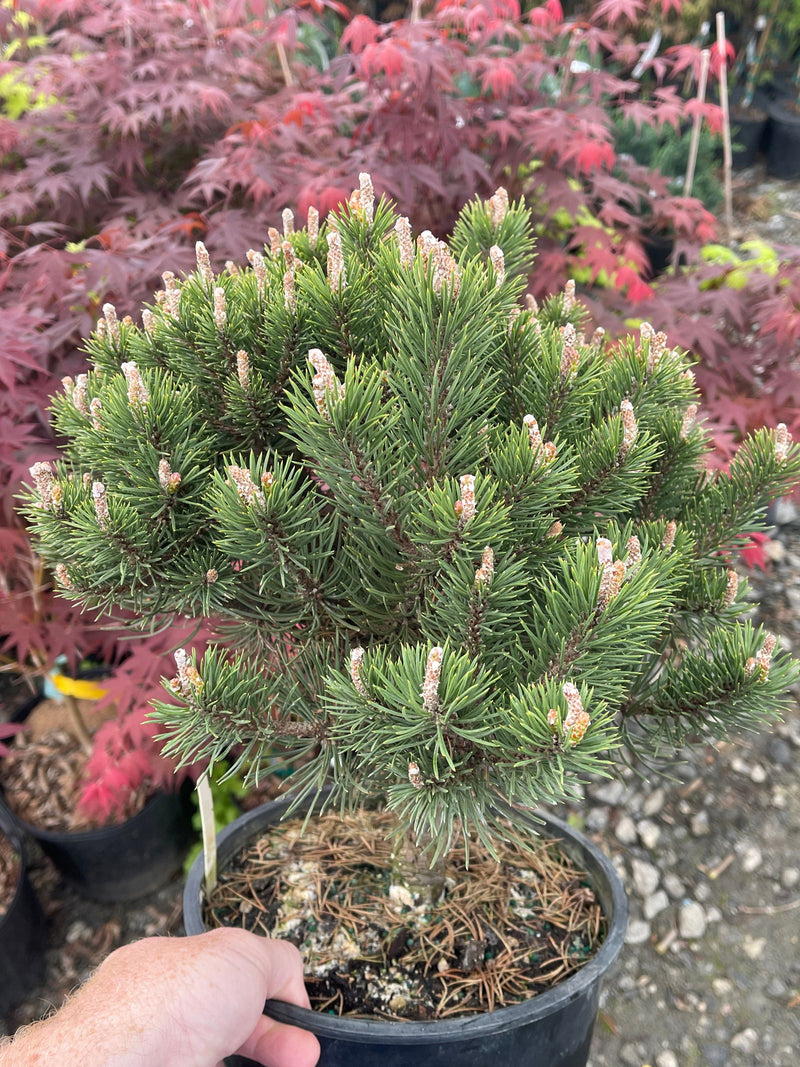 - Pinus uncinata 'Silver Candles' Swiss Mountain Pine - Mr Maple │ Buy Japanese Maple Trees