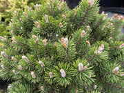 - Pinus uncinata 'Silver Candles' Swiss Mountain Pine - Mr Maple │ Buy Japanese Maple Trees