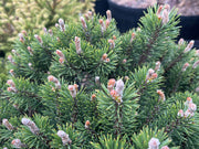 - Pinus uncinata 'Silver Candles' Swiss Mountain Pine - Mr Maple │ Buy Japanese Maple Trees