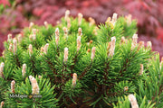 - Pinus uncinata 'Silver Candles' Swiss Mountain Pine - Mr Maple │ Buy Japanese Maple Trees