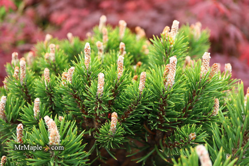 - Pinus uncinata 'Silver Candles' Swiss Mountain Pine - Mr Maple │ Buy Japanese Maple Trees