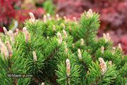 - Pinus uncinata 'Silver Candles' Swiss Mountain Pine - Mr Maple │ Buy Japanese Maple Trees
