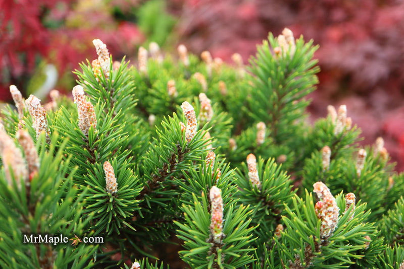 - Pinus uncinata 'Silver Candles' Swiss Mountain Pine - Mr Maple │ Buy Japanese Maple Trees