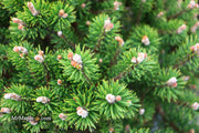 - Pinus uncinata 'Silver Candles' Swiss Mountain Pine - Mr Maple │ Buy Japanese Maple Trees