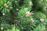 - Pinus uncinata 'Silver Candles' Swiss Mountain Pine - Mr Maple │ Buy Japanese Maple Trees