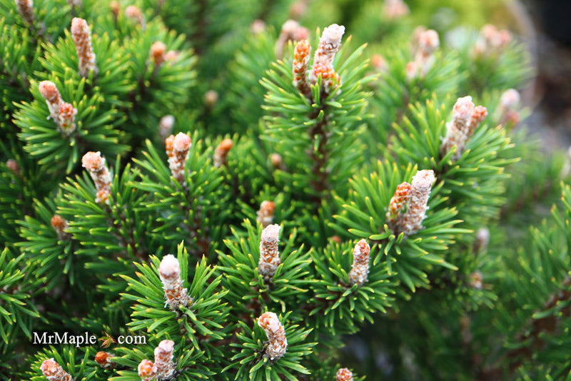 - Pinus uncinata 'Silver Candles' Swiss Mountain Pine - Mr Maple │ Buy Japanese Maple Trees