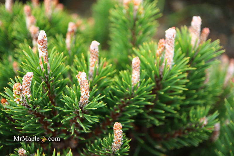 - Pinus uncinata 'Silver Candles' Swiss Mountain Pine - Mr Maple │ Buy Japanese Maple Trees