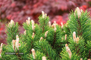 - Pinus uncinata 'Silver Candles' Swiss Mountain Pine - Mr Maple │ Buy Japanese Maple Trees