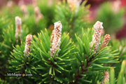 - Pinus uncinata 'Silver Candles' Swiss Mountain Pine - Mr Maple │ Buy Japanese Maple Trees