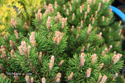 - Pinus uncinata 'Silver Candles' Swiss Mountain Pine - Mr Maple │ Buy Japanese Maple Trees