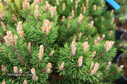 - Pinus uncinata 'Silver Candles' Swiss Mountain Pine - Mr Maple │ Buy Japanese Maple Trees