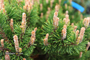 - Pinus uncinata 'Silver Candles' Swiss Mountain Pine - Mr Maple │ Buy Japanese Maple Trees