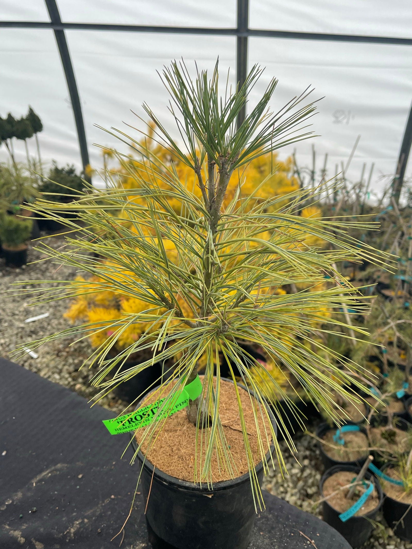 Mr Maple Pinus wallichiana Himalayan Pine Tree - Thumbnail 2