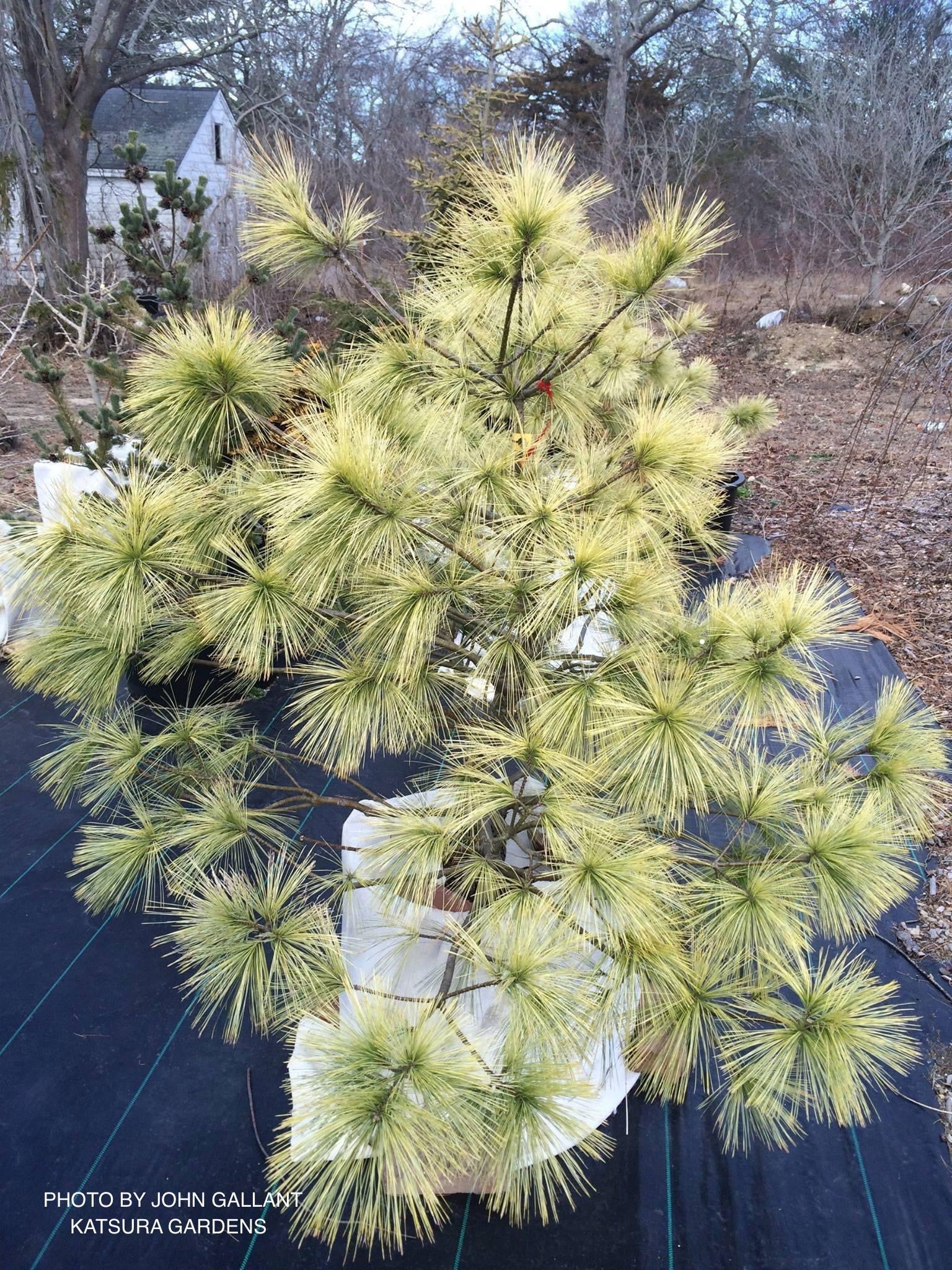 Mr Maple Pinus wallichiana Himalayan Pine Tree - Thumbnail 3