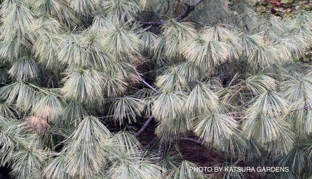 Mr Maple Pinus wallichiana Himalayan Pine Tree