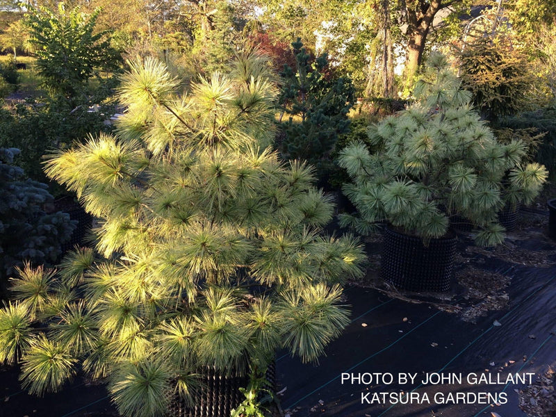 - Pinus wallichiana 'Frosty' Himalayan Pine Tree - Mr Maple │ Buy Japanese Maple Trees