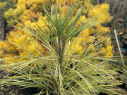 - Pinus wallichiana 'Frosty' Himalayan Pine Tree - Mr Maple │ Buy Japanese Maple Trees