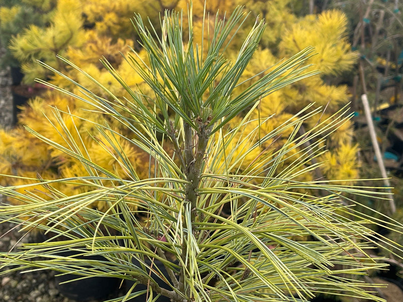 - Pinus wallichiana 'Frosty' Himalayan Pine Tree - Mr Maple │ Buy Japanese Maple Trees