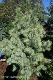 - Pinus wallichiana 'Zebrina' Himalayan Pine Tree - Mr Maple │ Buy Japanese Maple Trees
