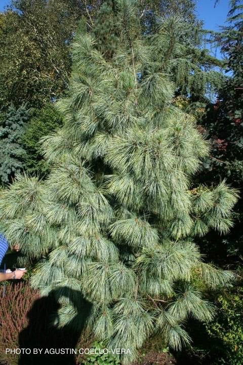 - Pinus wallichiana 'Zebrina' Himalayan Pine Tree - Mr Maple │ Buy Japanese Maple Trees