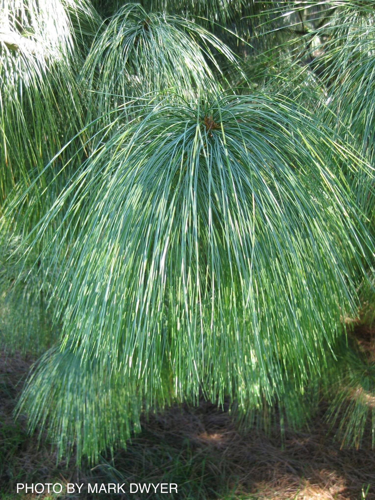 Buy Pinus wallichiana 'Zebrina' Himalayan Pine — Mr Maple │ Buy