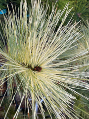 - Pinus wallichiana 'Zebrina' Himalayan Pine Tree - Mr Maple │ Buy Japanese Maple Trees