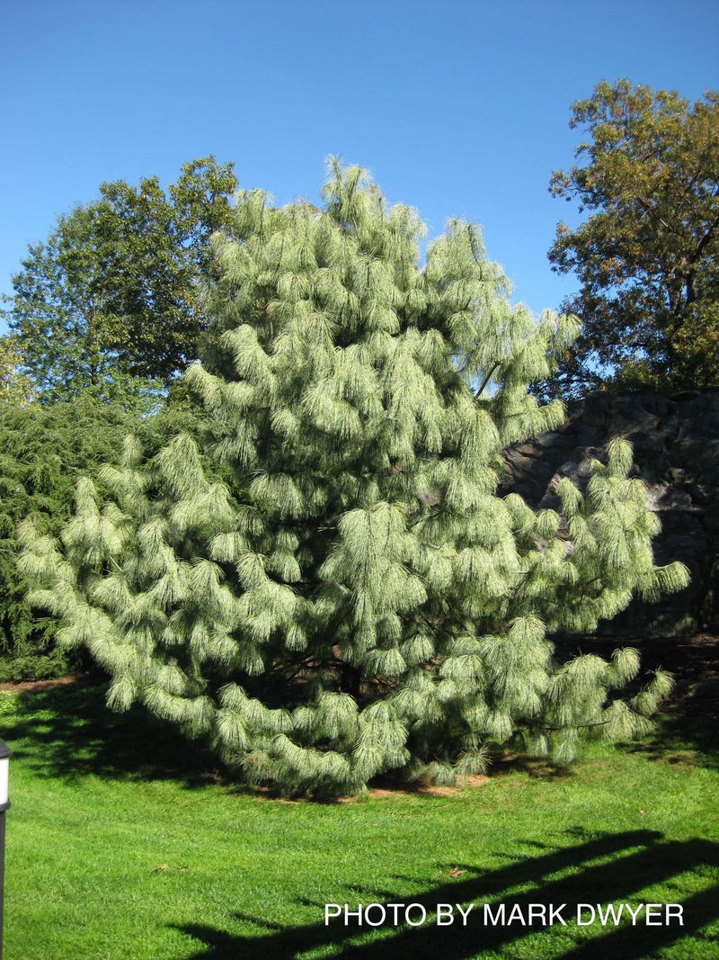 - Pinus wallichiana 'Zebrina' Himalayan Pine Tree - Mr Maple │ Buy Japanese Maple Trees