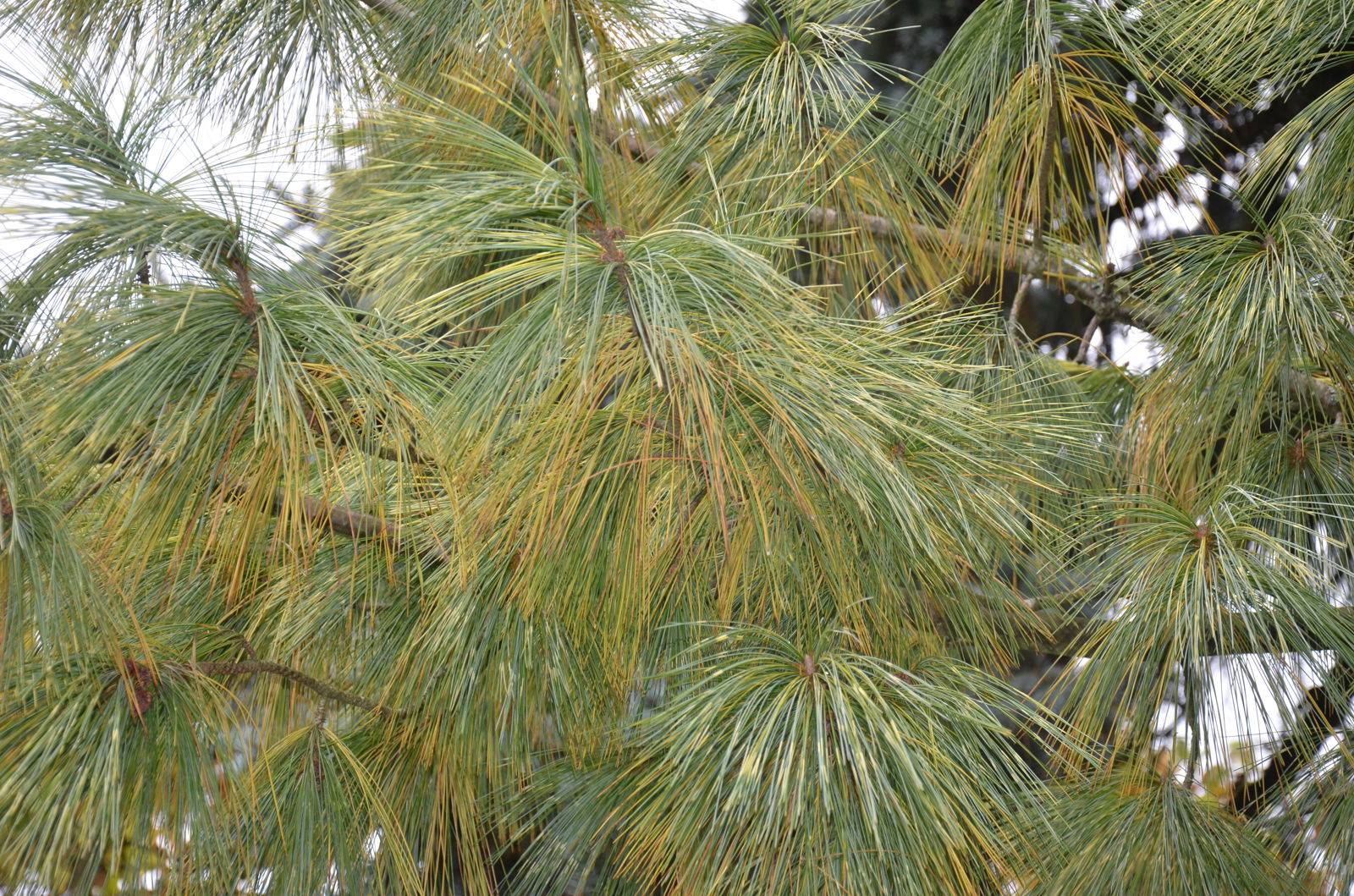 Pinus wallichiana 'Zebrina' Himalayan Pine Tree - Thumbnail 3