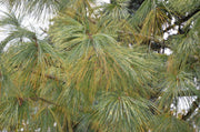 - Pinus wallichiana 'Zebrina' Himalayan Pine Tree - Mr Maple │ Buy Japanese Maple Trees