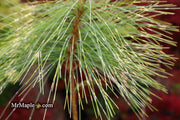 - Pinus wallichiana 'Zebrina' Himalayan Pine Tree - Mr Maple │ Buy Japanese Maple Trees